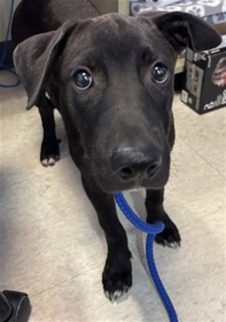 Photo of Freddy, adoptable Labrador Retriever in Plano, Texas