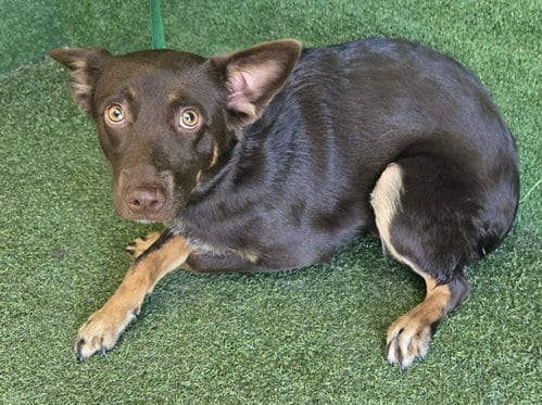 Photo of Poppy, adoptable Australian Cattle Dog/Blue Heeler in Castaic, California