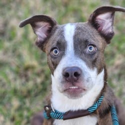 Photo of Toby LW, adoptable Australian Cattle Dog American Pit Bull Terrier in Hartford, Connecticut