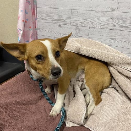 Photo of Rocky, adoptable Chihuahua in Modesto, California
