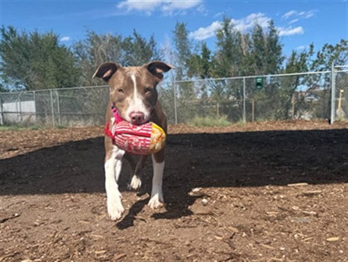 Photo of MJ, adoptable Pit Bull Terrier in Denver, Colorado
