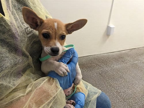 Photo of Dingo, adoptable Chihuahua in Phoenix, Arizona