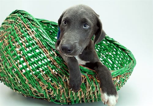 Photo of Bennie, adoptable Weimaraner in Ft Lauderdale, Florida
