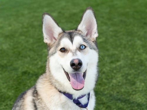 Photo of Weber, adoptable Siberian Husky in Martinez, California