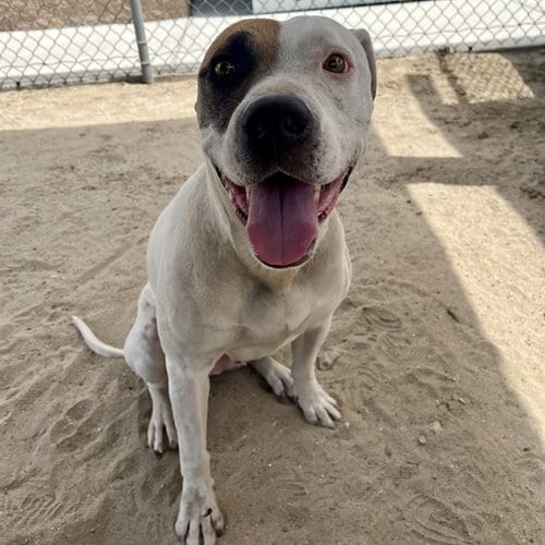 Photo of Colt, adoptable Pit Bull Terrier in Thousand Palms, California
