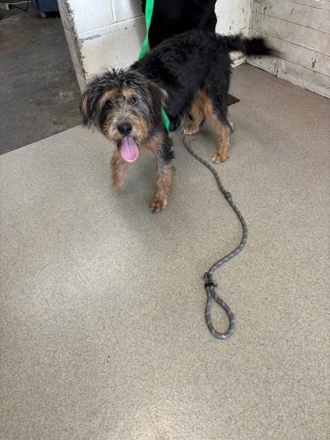 Photo of Debbie, adoptable Poodle (Miniature) in San Bernardino, California