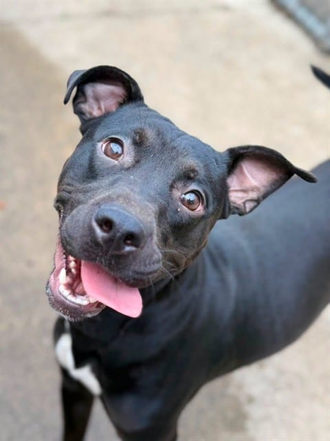 Photo of Tadasana, adoptable American Pit Bull Terrier in Chicago, Illinois