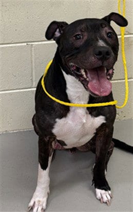 Photo of Gonta, adoptable American Staffordshire Terrier in Sanford, Florida
