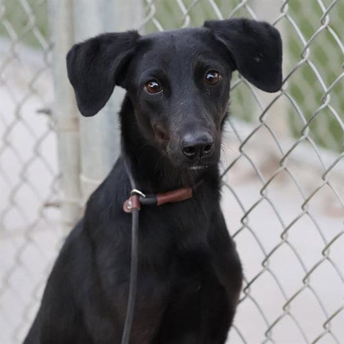 Photo of Mavis, adoptable Doberman Pinscher in Modesto, California