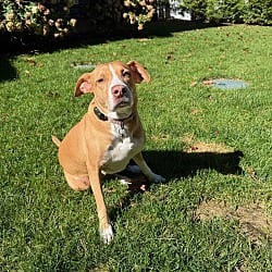 Photo of Felicity, adoptable Labrador Retriever in North Reading, Massachusetts