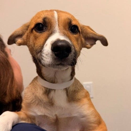Photo of Astrid, adoptable Unknown breed in Rancho Santa Fe, California