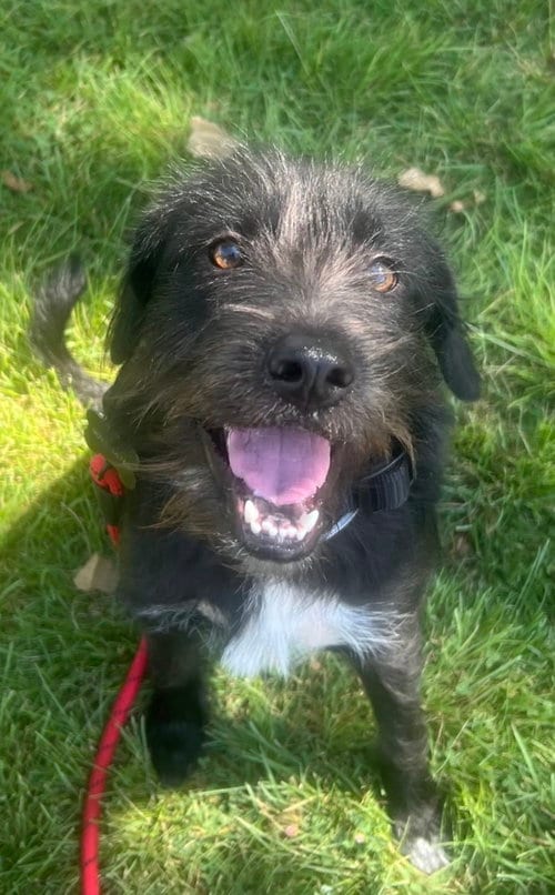 Photo of Gordon, adoptable Terrier in San Diego, California