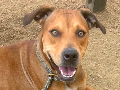 Photo of Cookie, adoptable dog in Georgetown, Texas