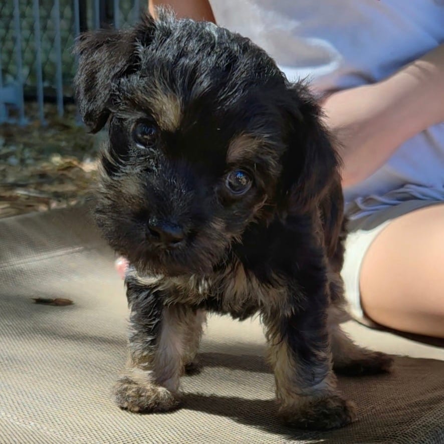 Photo of Crackers, adoptable Poodle / Mixed Breed (Small) in Raleigh area, North Carolina
