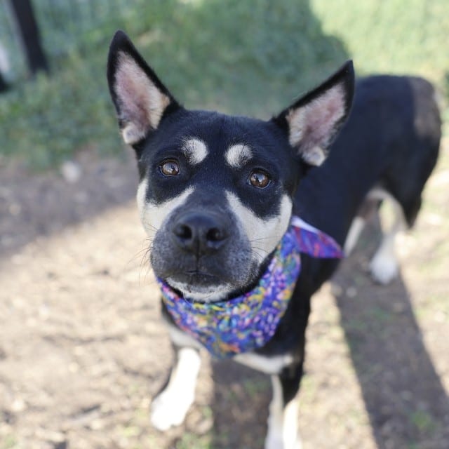 Photo of Mamas, adoptable dog in San Antonio, Texas