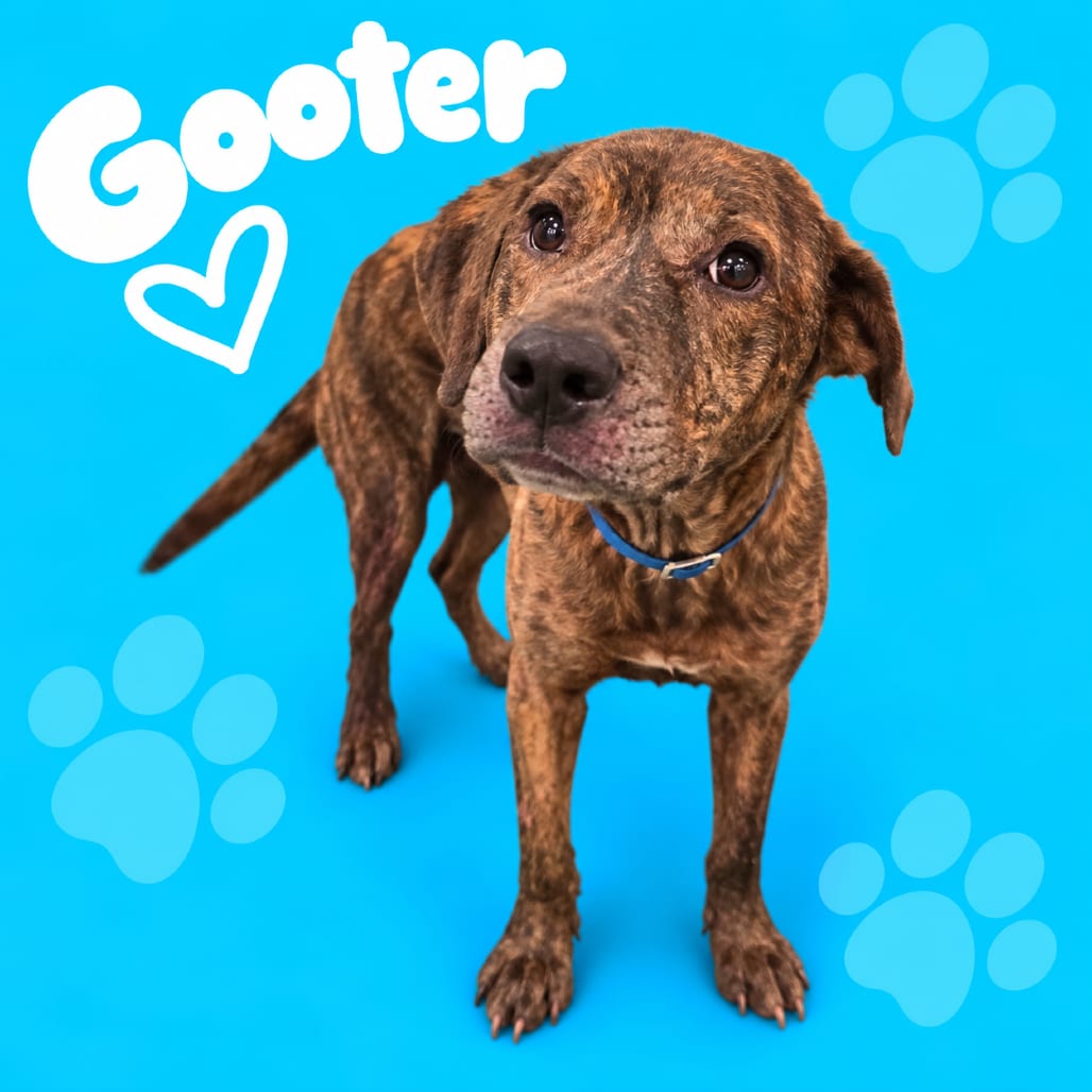 Photo of Gooter, adoptable dog