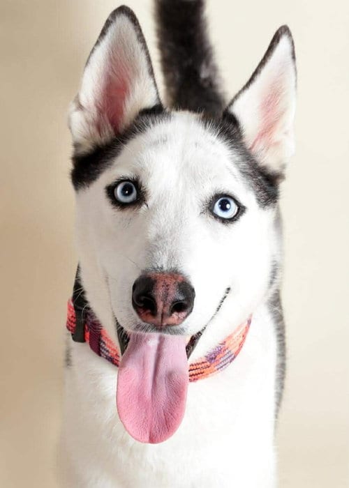 Photo of Zeus, adoptable Siberian Husky in Oak Bluffs, Massachusetts