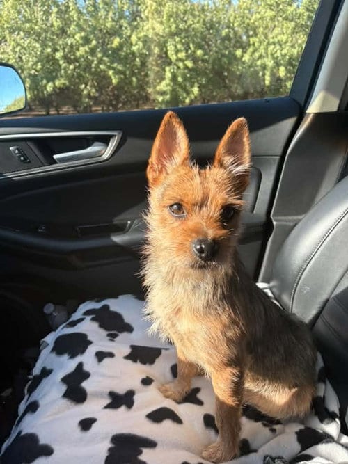 Photo of Nick Wilde, adoptable Terrier in Turlock, California