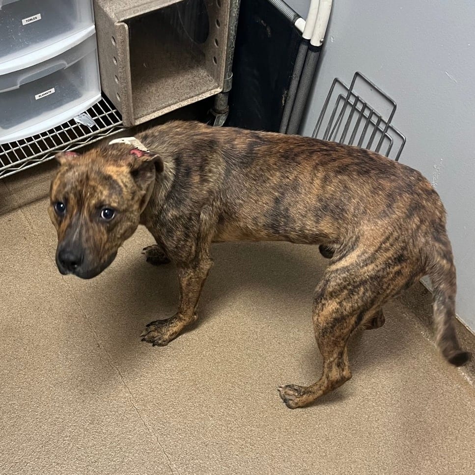 Photo of Dude, adoptable Mixed Breed (Medium) in Chattanooga, Tennessee