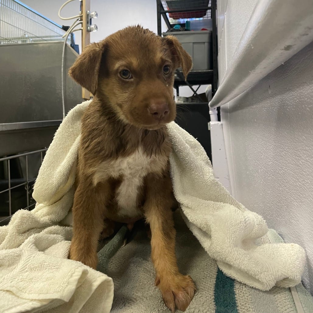 Photo of Dracula, adoptable Cattle Dog / Shepherd, Australian in Spokane, Washington