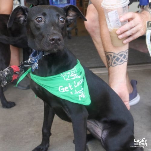 Photo of Remi, adoptable Labrador Retriever in Washington, District of Columbia