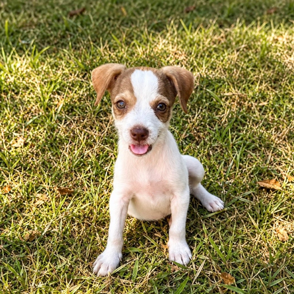 Photo of Sage 26-08-124, adoptable Terrier, Rat / Terrier, Jack Russell in Bastrop, Texas