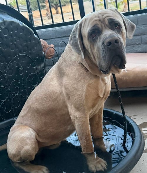 Photo of Raja, adoptable Cane Corso Mastiff in Goodyear, Arizona