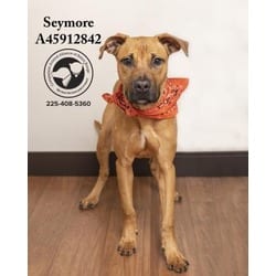 Photo of Sumo, adoptable Black Mouth Cur in Baton Rouge, Louisiana