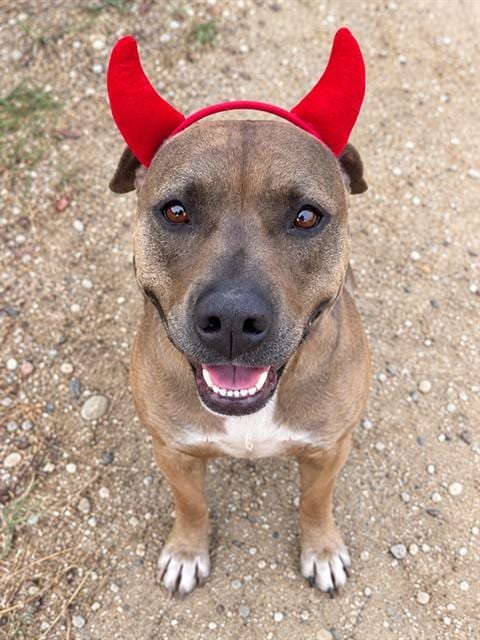 Photo of Romeo, adoptable Pit Bull Terrier in Lompoc, California