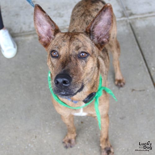 Photo of Cooper, adoptable Shepherd in Washington, District of Columbia