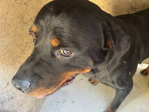 Photo of A480838, adoptable Rottweiler in Oklahoma City, Oklahoma