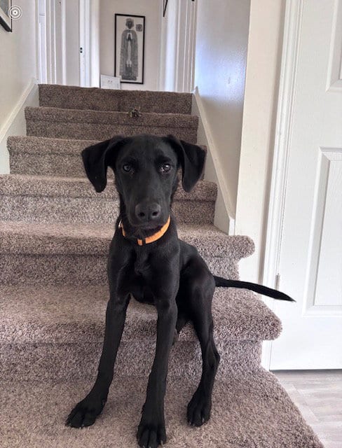 Photo of Ollie Dahli, adoptable Labrador Retriever in MIDWAY, Utah