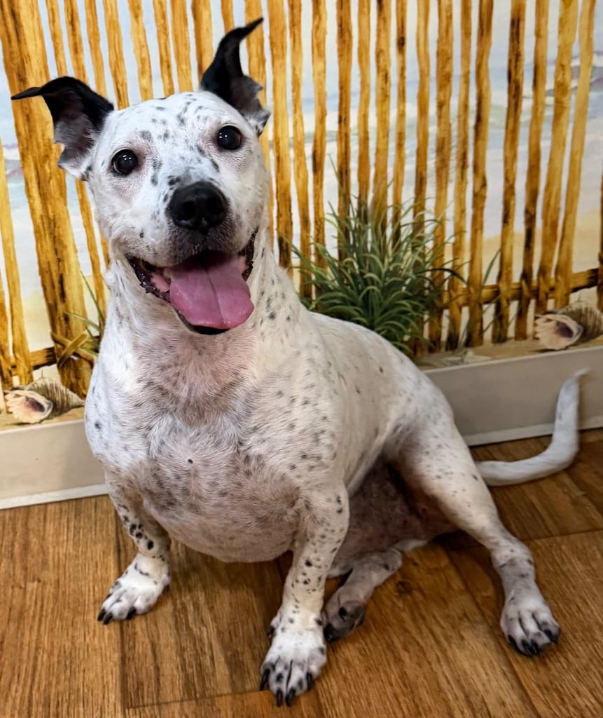 Photo of Sid Da Kid, adoptable Mixed Breed in Ocala, Florida