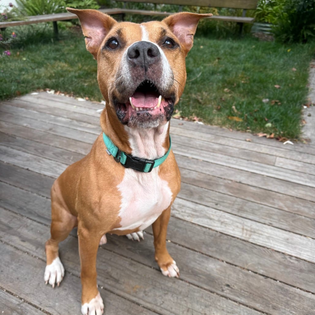 Photo of Turkey, adoptable Terrier, Pit Bull / Mix in California, California