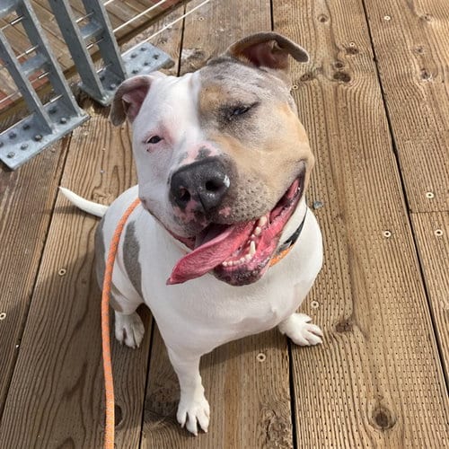 Photo of Shellsea, adoptable Staffordshire Bull Terrier in Alameda, California