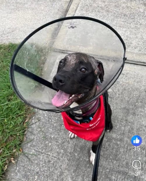 Photo of Phineas, adoptable Pit Bull Terrier in Houston, Texas