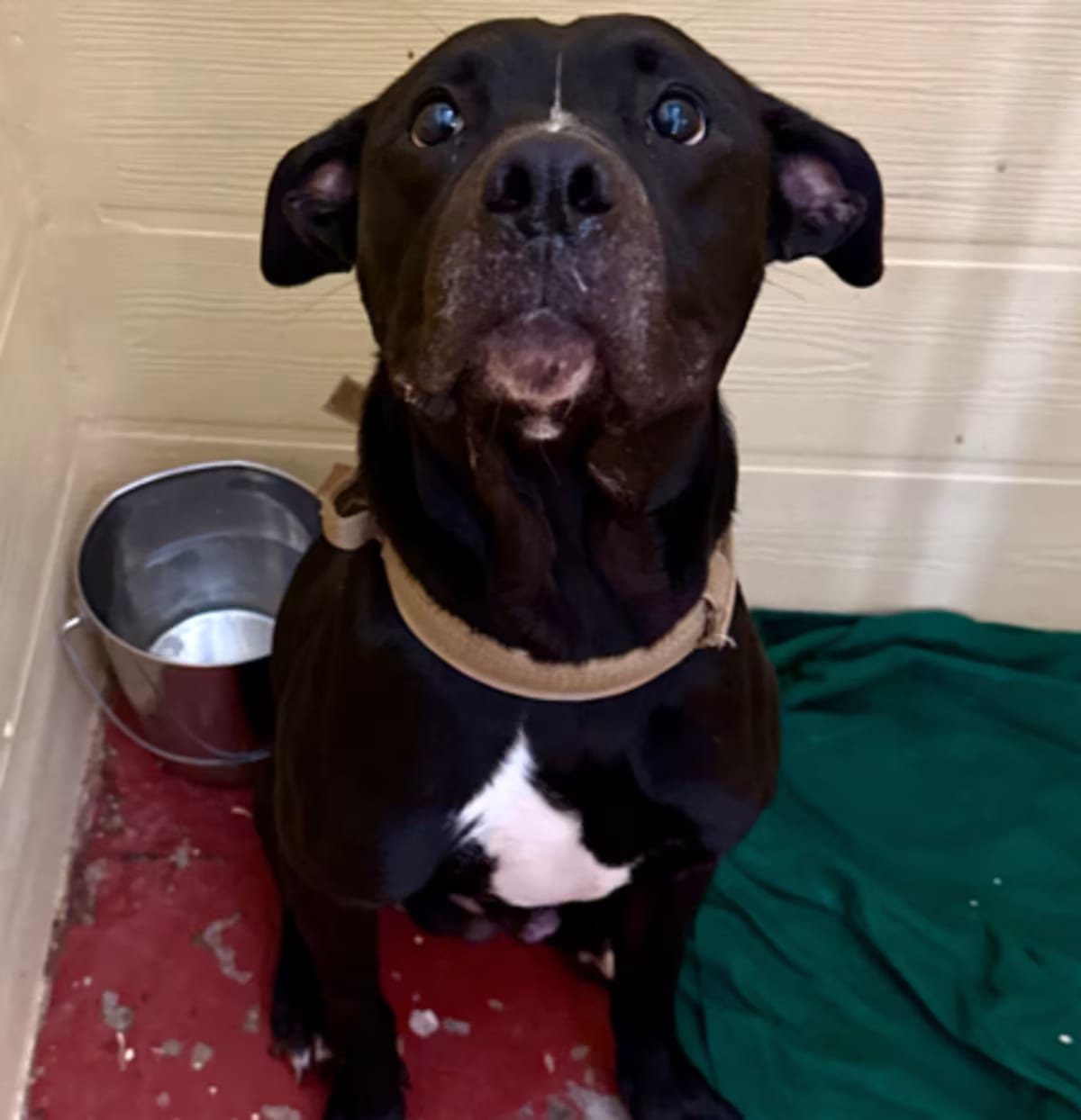 Photo of Roux, adoptable Labrador Retriever in New Orleans, Louisiana