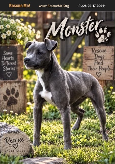 Photo of Monster, adoptable American Pit Bull Terrier in Benton, Pennsylvania