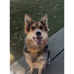 Photo of April, adoptable Australian Cattle Dog in Lancaster, California