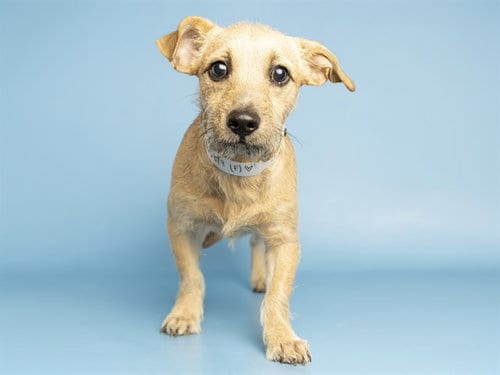 Photo of Ryder, adoptable Chihuahua in Phoenix, Arizona