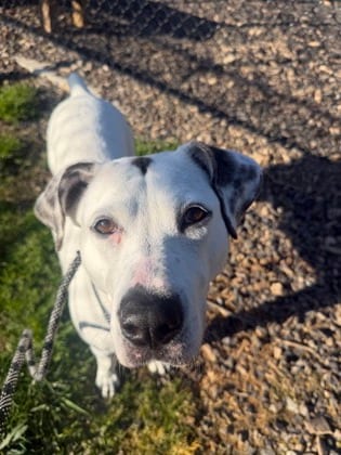 Photo of Royal, adoptable dog in Atlanta, Georgia