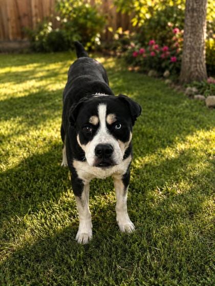 Photo of Boy (Alfie), adoptable Terrier in New Orleans, Louisiana