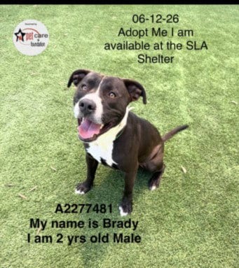 Photo of Brady, adoptable Pit Bull Terrier in Los Angeles, California