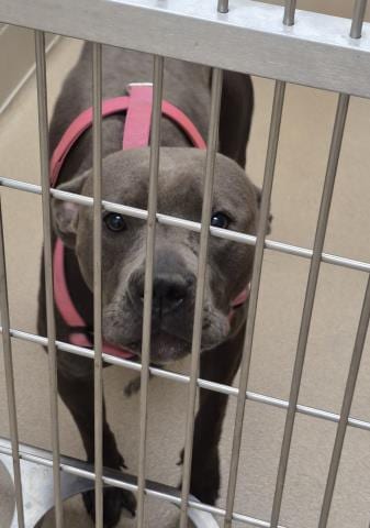 Photo of Crystal, adoptable Pit Bull Terrier in Decatur, Illinois