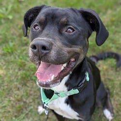 Photo of Luna, adoptable Mixed Breed (Medium) in Syracuse, New York