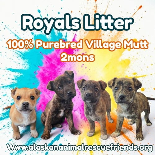 Photo of The Royals, adoptable Unknown breed in Anchorage, Alaska