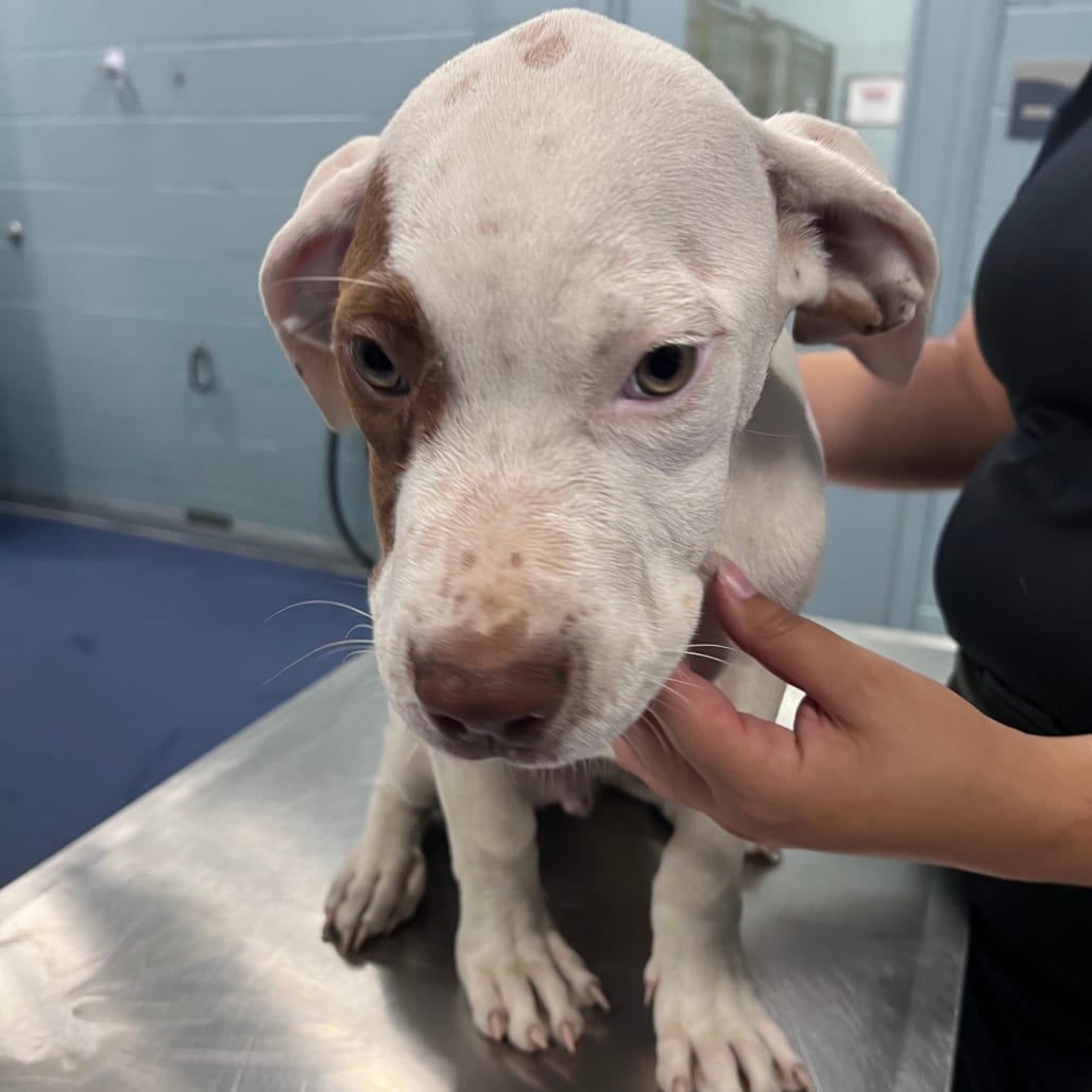 Photo of Skunk (Milo), adoptable Terrier, Pit Bull in Greensboro, North Carolina