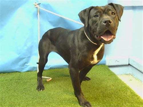 Photo of Oreo, adoptable Pit Bull Terrier in Gardena, California