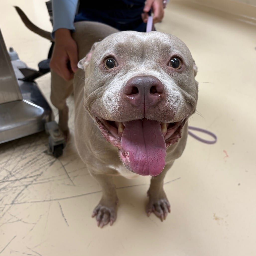 Photo of Alisha, adoptable Mixed Breed (Medium) in Winston-Salem, North Carolina