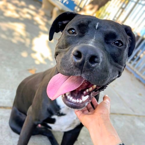 Photo of Harper, adoptable American Pit Bull Terrier in Oakland, California